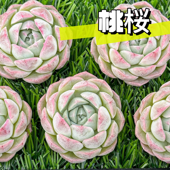 新商品 大人気 多肉植物 エケベリア 桃桜 超美苗 レア種 多肉