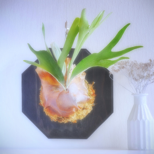 自分へのご褒美に＊ビカクシダ ビフルカツム ホワイト オリジナル(白