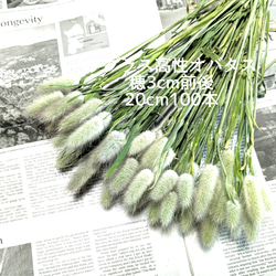 カワラハハコ ドライフラワー 200g 雄花 ドライフラワー Fine 通販