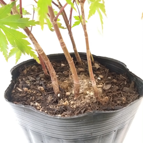 山もみじ現品苗木 7本の株立ち風の株(36～39cm) 春には萌葱色の若葉が