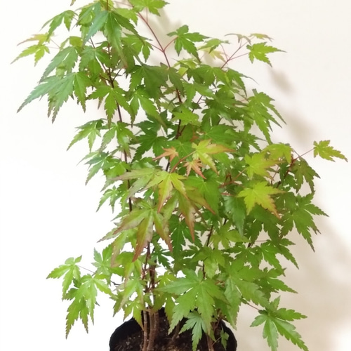 山もみじ現品苗木 7本の株立ち風の株(36～39cm) 春には萌葱色の若葉が