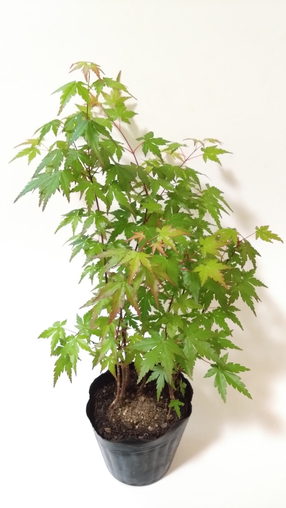 No.48 もみじ五幹株立 No.48 もみじ五幹株立 No.48 もみじ五幹株立 No.48 もみじ五幹株立