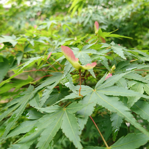 揺れる新緑。山採りモミジ株。 揺れる新緑。山採りモミジ株。 （山もみじ現品苗木 7本の株立ち