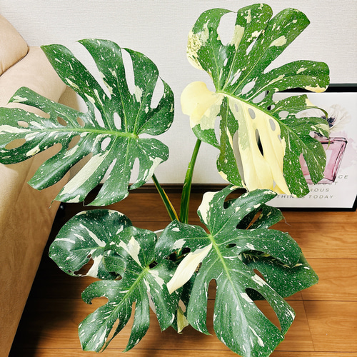 現品］【希少】ボリューム満点！ 7番 モンステラ 斑入り