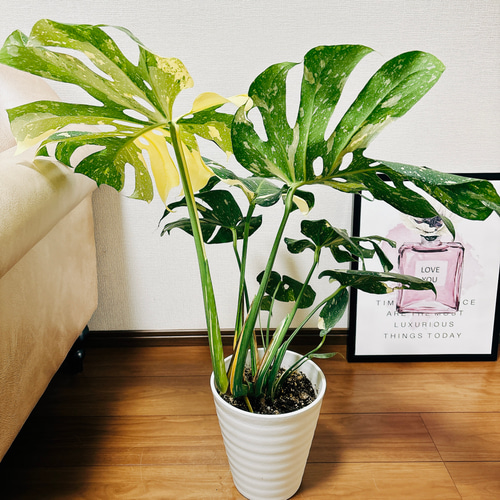 現品］【希少】ボリューム満点！ 7番 モンステラ 斑入り