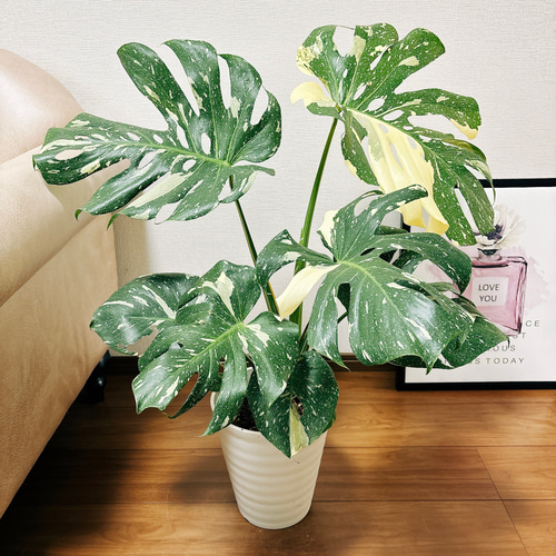 【送料0円】 現品］【希少】ボリューム満点！ 7番 斑入り モンステラ モンステラ・ポトス