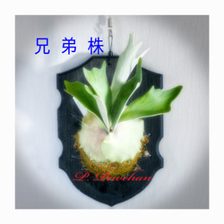 リドレイ【R-0050】 ビカクシダ オリジナル流木 板付け 送料込み