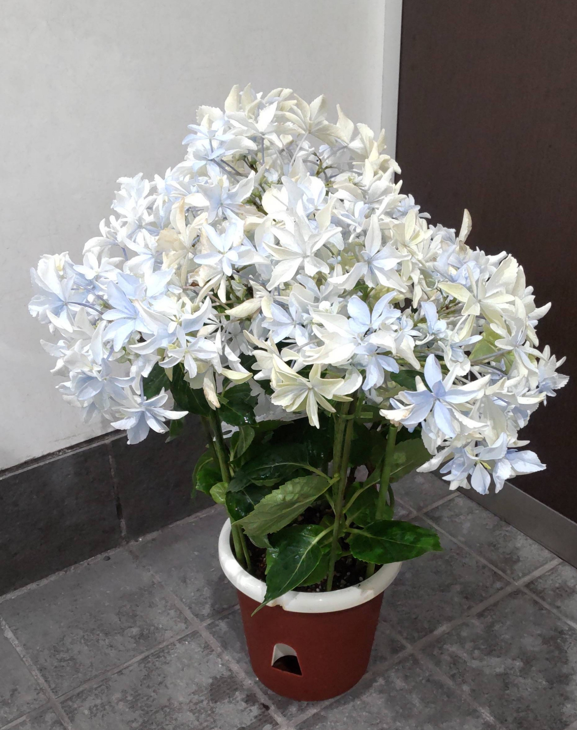 紫陽花【グリッター】躍動感ある星がたの両性花が美しい☆花がいつまでも咲いている訳ではありません花後は苗になります