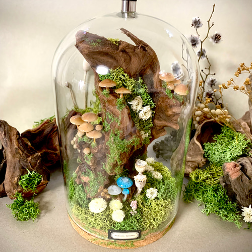 特大キノコ標本テラリウム 立体・オブジェ kanmuri 通販 17700703