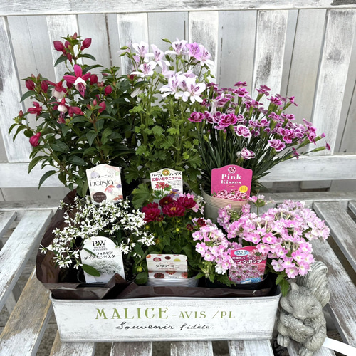 ン 大人気 新品 ノ お得！ ガーデニング 花壇 花苗セット おまかせ花苗6点セット 花