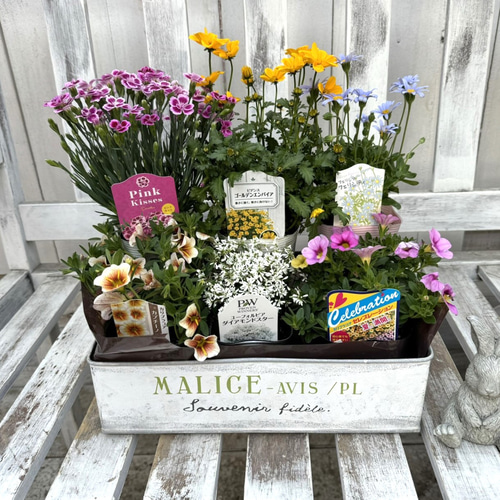 お得！ おまかせ花苗6点セット 花苗セット 花壇 ガーデニング