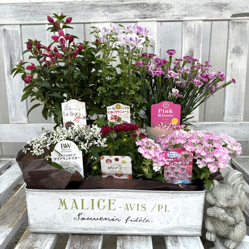 お得！ おまかせ花苗6点セット 花苗セット 花壇 ガーデニング雑貨 花