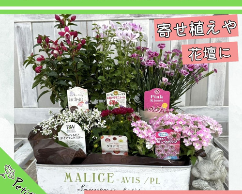 ぴ 花苗 6株 beef30a5697a052ebd7bec9f895c6e