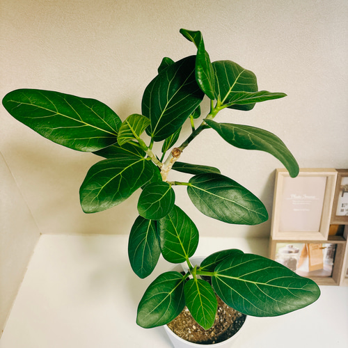 フィカス　ベンガレンシス5 フィカス：ベンガレンシス オードリー 5号鉢植え の通販 | 園芸