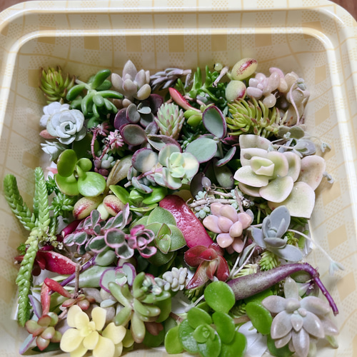 多肉植物カット苗 色々セット 多肉植物 はなちかちゃん 通販