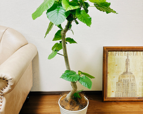フィカス ベンガレンシス ゴムの木の仲間【中型 観葉植物 8号鉢