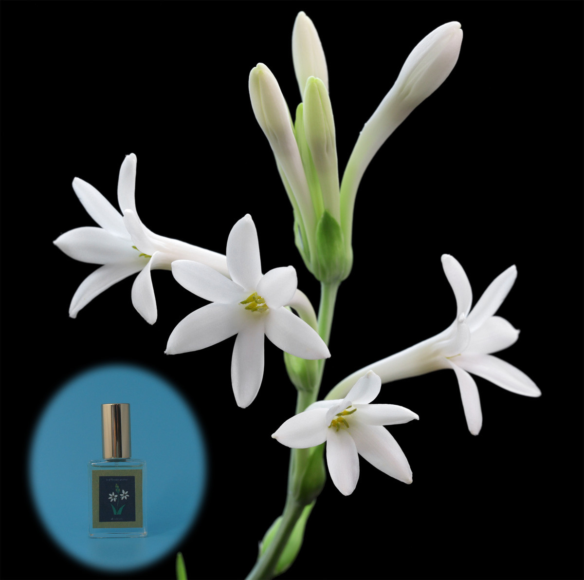 リアル　チュベローズの香　15ｍｌ　生花のミストスプレー　ファブリックミスト 4,212円