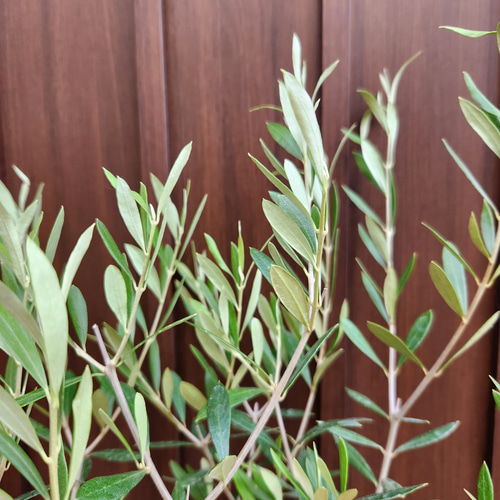 オリーブの木　10号　白色鉢植え　エルグレコ　H140 オリーブの木 10号 白色鉢植え エルグレコ H140