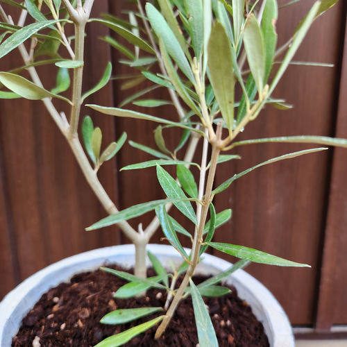オリーブの木 エルグレコ ホワイト石膏鉢植え シンボルツリーに