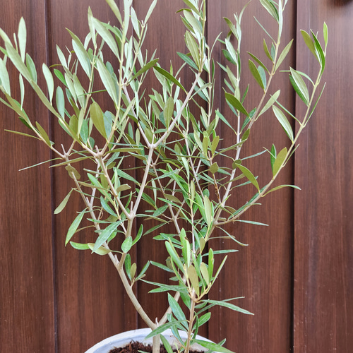 オリーブの木　10号　白色鉢植え　エルグレコ　H140 オリーブの木　10号　白色鉢植え　エルグレコ　H140