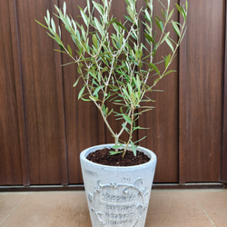 オリーブの木 エルグレコ ホワイト石膏鉢植え シンボルツリーに♪ 苗