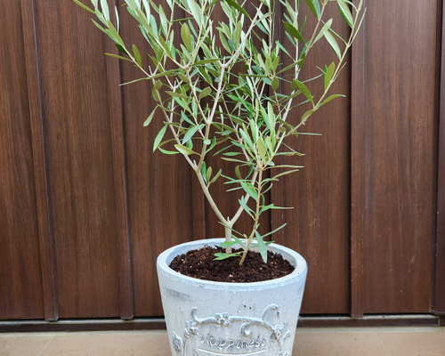 オリーブの木　10号　白色鉢植え　エルグレコ　H140 オリーブの木 エルグレコ ホワイト石膏鉢植え シンボルツリーに
