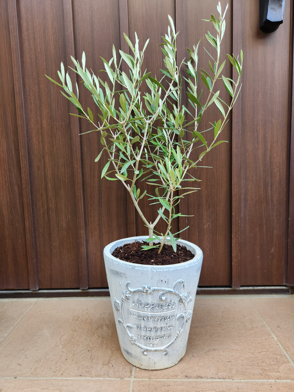 オリーブの木 エルグレコ ホワイト石膏鉢植え シンボルツリーに