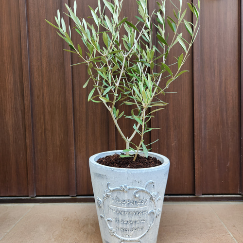 オリーブの木　10号　白色鉢植え　エルグレコ　H140 オリーブの木 エルグレコ ホワイト石膏鉢植え シンボルツリーに