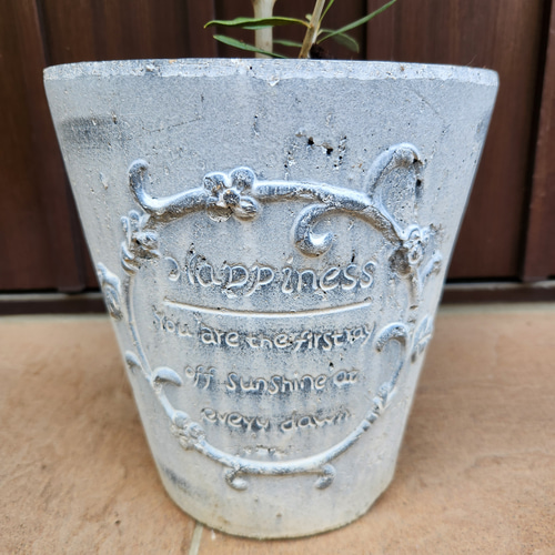 オリーブの木　10号　白色鉢植え　エルグレコ　H140 オリーブの木　10号　白色鉢植え　エルグレコ　H140