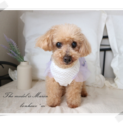 ラベンダーワンピース 犬服 パープル シフォン チュールレース