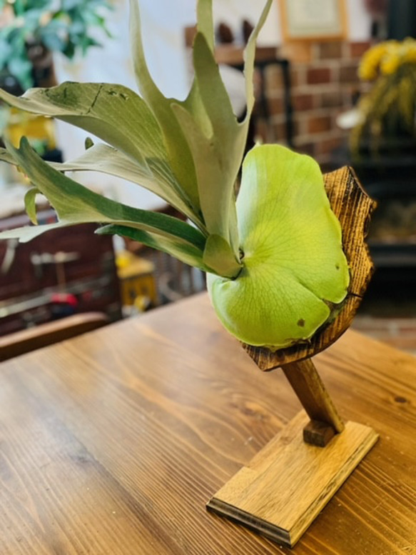 着生板   ビカクシダプレート 木曽檜板   檜  コウモリラン   着生植物 ビカクシダ・コウモリラン着生植物用 スタンド その他インテリア