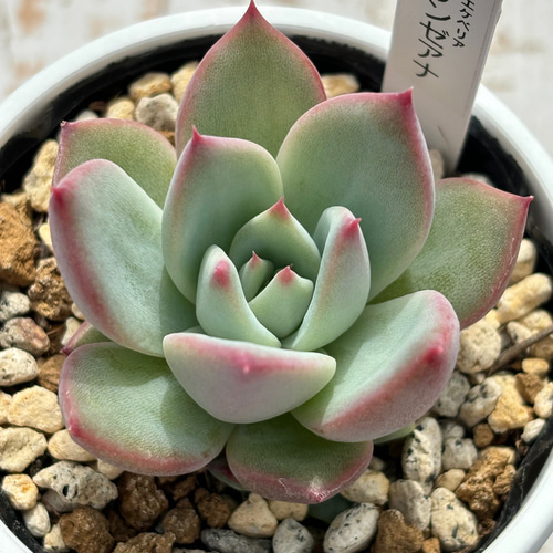 人気原種!☆リンゼアナ実生 多肉植物 自家実生苗 多肉植物 美 人気原種!☆リンゼアナ実生 多肉植物 自家実生苗 多肉植物 美