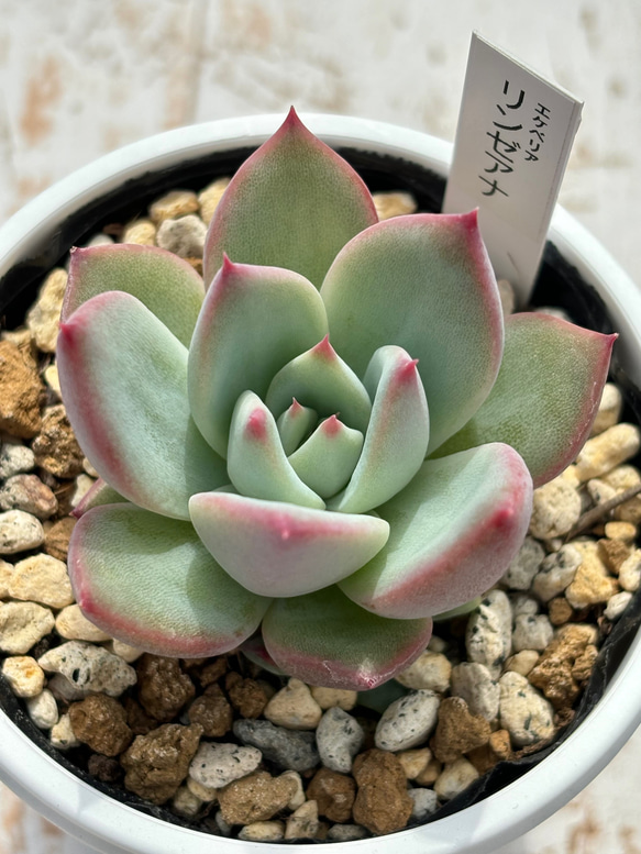 ぴ～様確認用☆セダム多肉☆リンゼアナ実生☆ 人気原種！☆リンゼアナ実生 多肉植物 自家実生苗 多肉植物 美