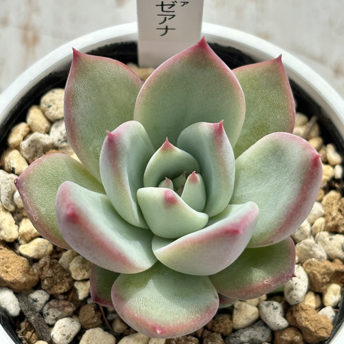36.【札付き】リンゼアナ 実生 優木園 多肉植物 エケベリア みーちゃん