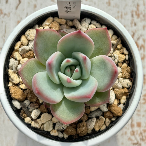 人気原種!☆リンゼアナ実生 多肉植物 自家実生苗 多肉植物 美 人気原種!☆リンゼアナ実生 多肉植物 自家実生苗 多肉植物 美