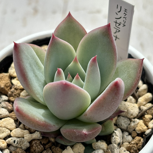 多肉植物 リンゼアナ 特大群生 新入荷 るる農園 | るる農園~多肉