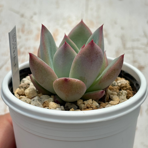 人気原種!☆リンゼアナ実生 多肉植物 自家実生苗 多肉植物 美 人気原種!☆リンゼアナ実生 多肉植物 自家実生苗 多肉植物 美