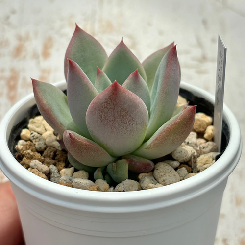 人気原種！☆リンゼアナ実生 多肉植物 自家実生苗 多肉植物 美