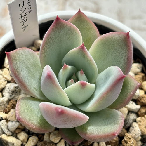 エケベリア 原種 リンゼアナ 実生苗 国産種子 lindsayana 多肉