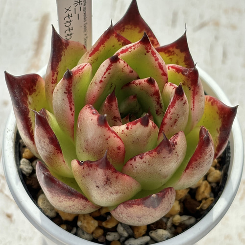 人気レア交配！☆エボニー×そわそわ 多肉植物 自家繁殖 国産 多肉植物