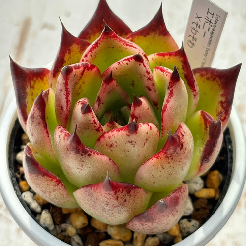 人気レア交配！☆エボニー×そわそわ 多肉植物 自家繁殖 国産 多肉植物