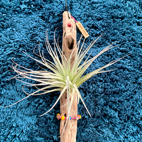 エアプランツ＆流木アートクラフト 吊るしタイプ チランジア
