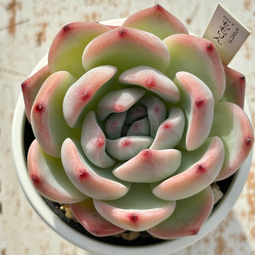 人気レア品種！☆ももりん 多肉植物 自家繁殖 国産 多肉植物 美