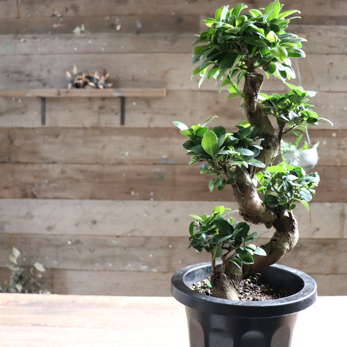 曲がり木ガジュマル♡立派な8号♡観葉植物♡精霊が宿る木 アート