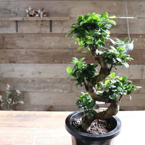 曲がり木ガジュマル♡立派な8号♡観葉植物♡精霊が宿る木 アート