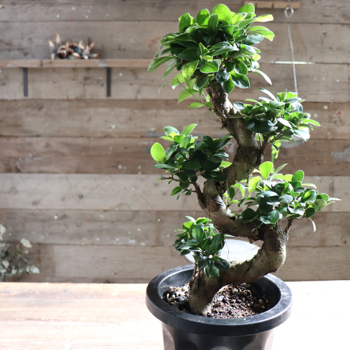 曲がり木ガジュマル♡立派な8号♡観葉植物♡精霊が宿る木 アート