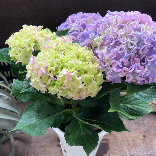 コーラルリーフ♡紫陽花♡アジサイ♡カップ咲き♡ アートフラワー パリ