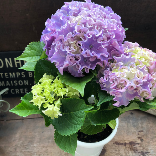 コーラルリーフ♡紫陽花♡アジサイ♡カップ咲き♡ アートフラワー パリ