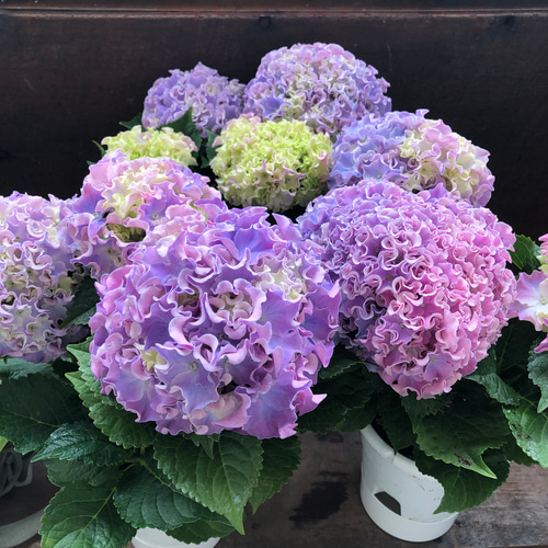 コーラルリーフ♡紫陽花♡アジサイ♡カップ咲き♡ アートフラワー パリ