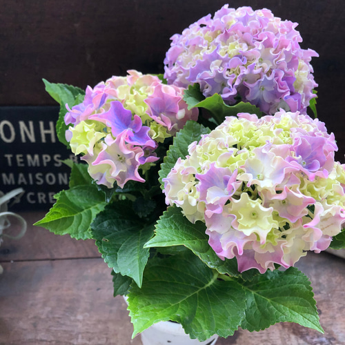 コーラルリーフ♡紫陽花♡アジサイ♡カップ咲き♡ アートフラワー パリ
